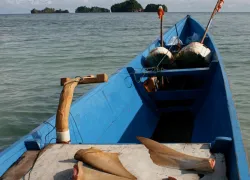 daramboat.jpg.webp
