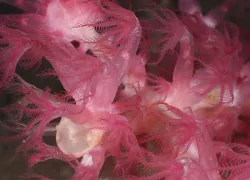 deep-water-corals-gulf-of-mexico.jpg.webp