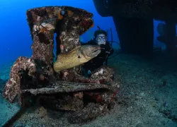 dive-dine-oahu-hawaii-navy-tug-mondle.jpg.webp