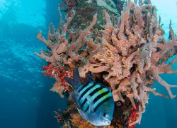 dive-travel-qanda-.jpg.webp
