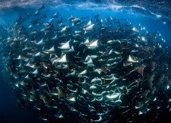 dive_ninja_rca_digital_article_image_x.png.webp