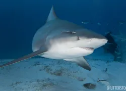 dive_with_bull_sharks_pro_dive_mexico_press_release_.jpg.webp