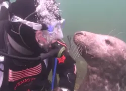diver-and-seal.png.webp
