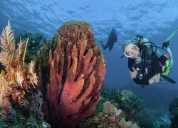 diver-roatan-best-beginner-antonio-busiello-scu.jpg.webp