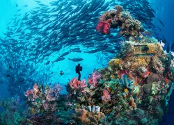 diver-school-jacks-wrec-chuuk-micronesia-credit-shutterstock-j.s.-lamy.png.webp