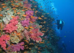 diver-soft-coral-wall-fiji-shutterstock-r-gombarik.jpg.webp