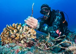 diver-with-coral-claudio-contreras.jpg.webp
