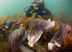 diver-with-cuttlefish-carl-charter.jpg.webp