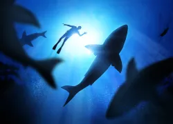 diver-with-sharks-shutterstock-solarseven.png.webp