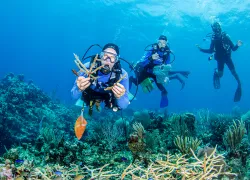 divers-over-healthy-coral-courtesy-sea-of-change-foundation_lois-hatcher.jpg.webp