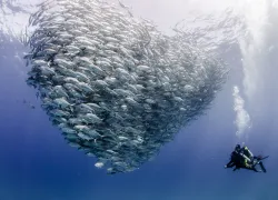 divers-with-school-fish-cabo-pulmo-national-park-shutterstock-leonardo-gonzalez.jpg.webp