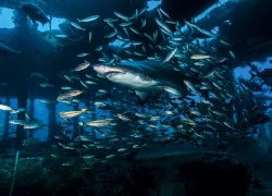 diving-in-north-carolina.jpg.webp