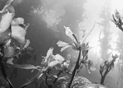 diving_with_harbor_seals_teaser_scd_sw_.jpg.webp