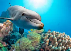 dolphin-coral-shutterstock-andrea-izzotti.png.webp