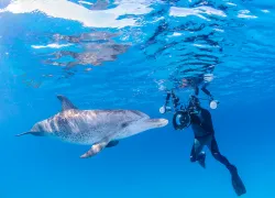 dolphin-underwater-photographer-shutterstock-martin-voeller.jpg.webp