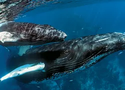 dominican-republic-whales-scott-johnson.jpg.webp