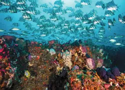 drive-and-dive-idol-savannah-georgia-scu.jpg.webp