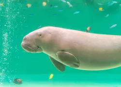 dugong-shutterstock-japans-fireworks.png.webp