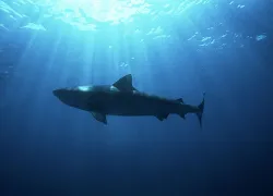 duskyshark_shutterstock.jpg.webp