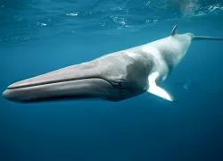 dwarf-minke-whales-credit-shutterstock-islandjems-jemma-craig.png.webp