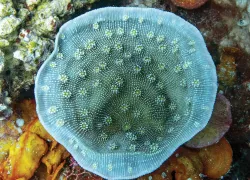 echinopora-coral.jpg.webp