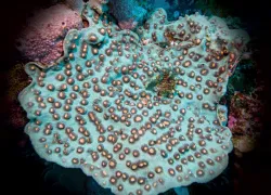 elephant-nose-coral.jpg.webp