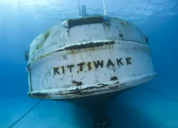 ellywray_kittiwake____.jpg.webp