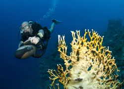 epic-scooter-dives-shutterstock_.jpg.webp