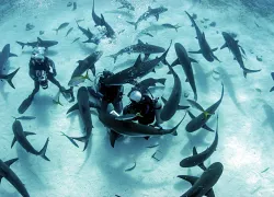 ex_tipssharks.jpg.webp