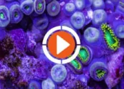 exported_dive-thumbnail-video.jpg.webp