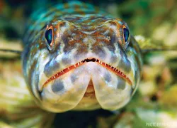 family-diving-draft-.jpg.webp