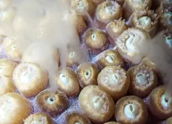 feature_teaser_coral_spawning.png.webp