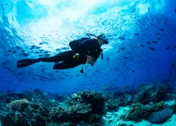 female-diver-tropical-jukkis.jpg.webp
