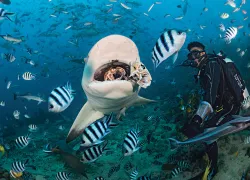 fiji-beqa-lagoon-felipe-barrio.jpg.webp
