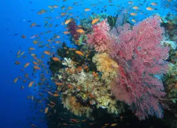fiji-coral-shutterstock__.jpg.webp