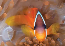 fiji-diving.jpg.webp
