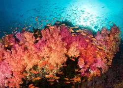fiji-soft-coral-__.jpg.webp