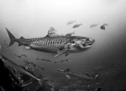 fiji_tiger_shark_advanced_adventure_teaserscd_aa_.jpg.webp