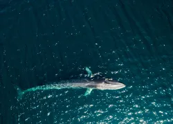 fin-whale-shutterstock-leonardo-gonzalez.jpg.webp