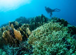 fire-coral-shutterstock_.jpg.webp