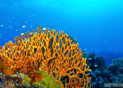 fire_coral_diving_doctor_shutterstock.jpg.webp
