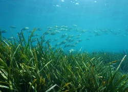 fish-over-seagrass-shutterstock-damsea.jpg.webp