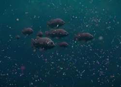 fish-swim-plastic-pollution-shutterstock-dotted-yeti.jpg.webp