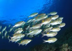 fish-waste-science-stop.jpg.webp