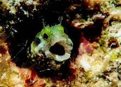 fishie__.jpg.webp