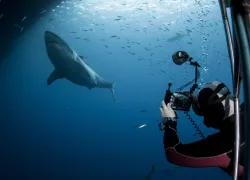 five-tips-underwater-photography-shutterstock_.jpg.webp