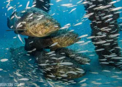 florida-dive-adventure-goliath-grouper-brandon_cole_.jpg.webp