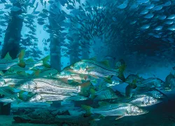 florida-piers-.jpg.webp