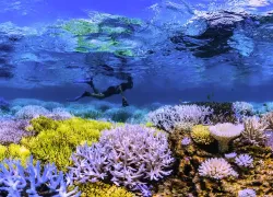 flourescing_coral_-_credit_netflix.jpg.webp