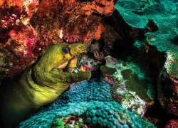 flower-garden-banks-eel-jennifer-idol.jpg.webp